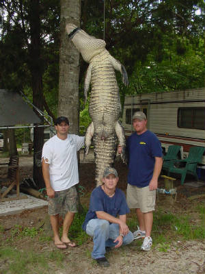 Gators007.jpg